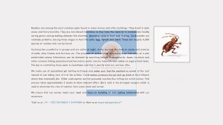 cockroach control mumbai