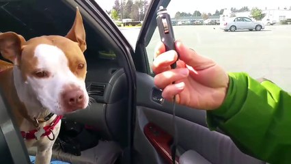 Van necessities and Ford Transit van tour -  Full time van life