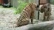Two tigers rescued from Syria take a two month trip to safety