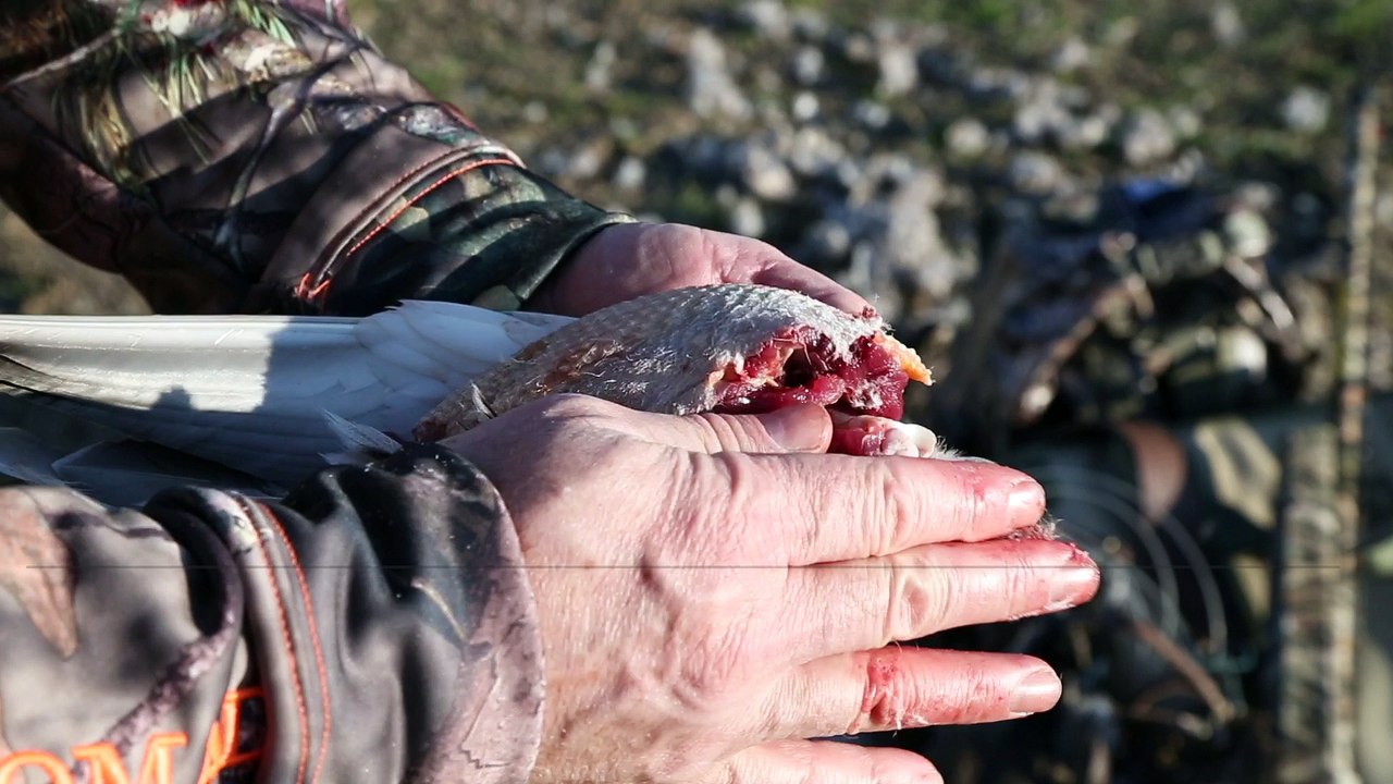 How to Breast a Duck for Transport (and Leave the Skin On)
