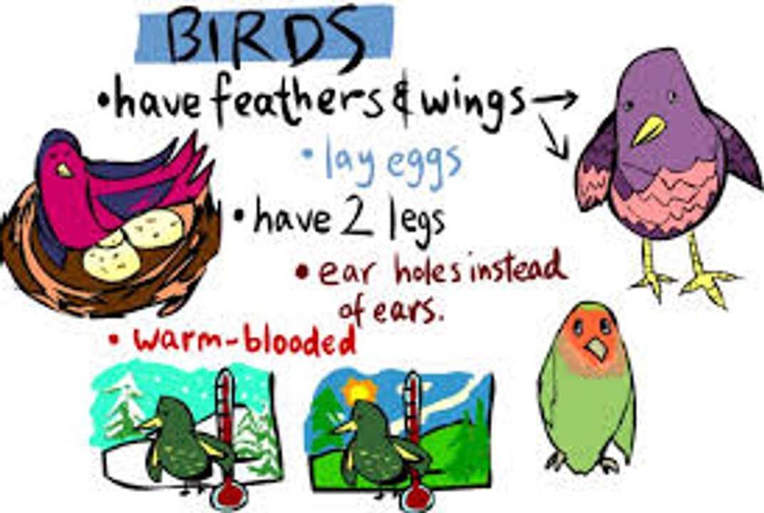 Science for kids in Urdu, 3 ,Birds پرندے