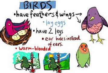 Science for kids in Urdu, 3 ,Birds پرندے