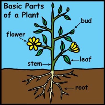 Science for kids in Urdu, 8, plants پودے