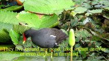The life of birds - The stunning beauty of the moorhens - Wildlife videos