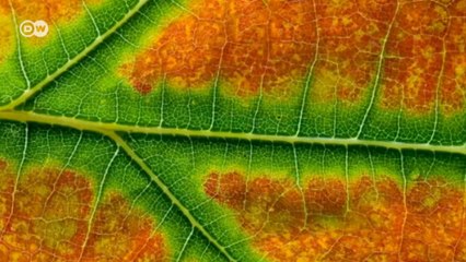 Neden yapraklar sonbaharda renk değiştirir?