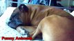 Funny Animals - Funny Dogs Dreaming, Snoring and Running - Funny Dogs Compilation 2016