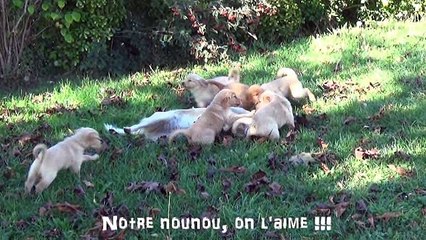 Chiots Xéna et Macho - 6 semaines - ballade autour de la maison
