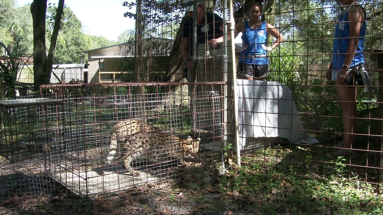 Young Serval Goes On Vacation