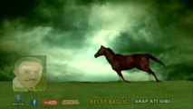 Recep Bağlıcı - Arap Atı Gibi