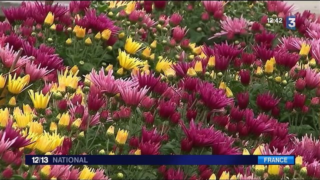 Chrysanthèmes de la Toussaint : un pic d'activité pour les horticulteurs
