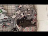 Baby Raccoon Cuddles Into Penguin Blanket