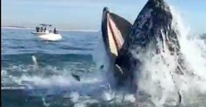 Humpback Whale Seen Feeding in Spectacular Style Off Long Island