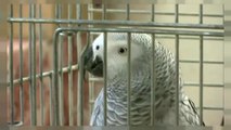 بالفيديو: ببغاء يرتل سورا من القرآن الكريم ويحفظ الشهادتين