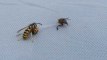 Cette bataille entre une guêpe et une abeille est sans doute la chose la plus cruelle que vous ayez jamais vu