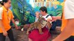 Влог: Катаемся на слонах кормим тигрят и рыб из сосочки в тигрином зоопарке Vlog Лайк Настя