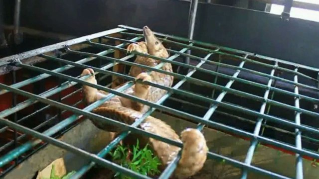 Indonésie: 101 pangolins vivants saisis sur un bateau