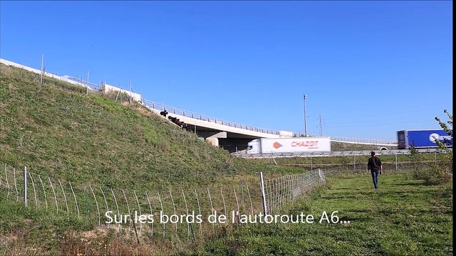 Des chèvres sur les bords de l'autoroute A6