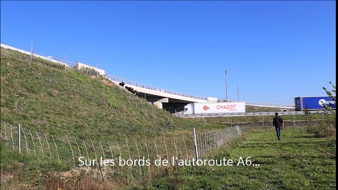 Des chèvres sur les bords de l'autoroute A6