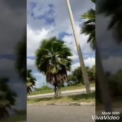 Miami Life - (Feat.Wxrship Curtis) Music Video (August 2017)