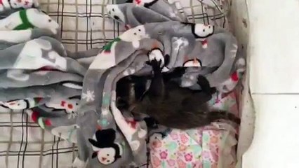 Baby Raccoon Cuddles Into Penguin Blanket