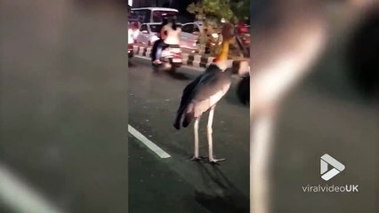Cet énorme oiseau est perdu au milieu d'une autoroute en Inde !