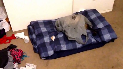 Ce chat se cache dans un sac plastique.. avec son jouet à grelots !