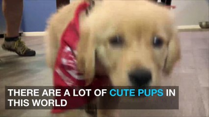 You'll love this adorable French bulldog in a puppy costume