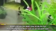 Chú cá vàng khiến dân mạng ngạc nhiêu vì có thể bơi lội vì đã bị cắn mất đầu