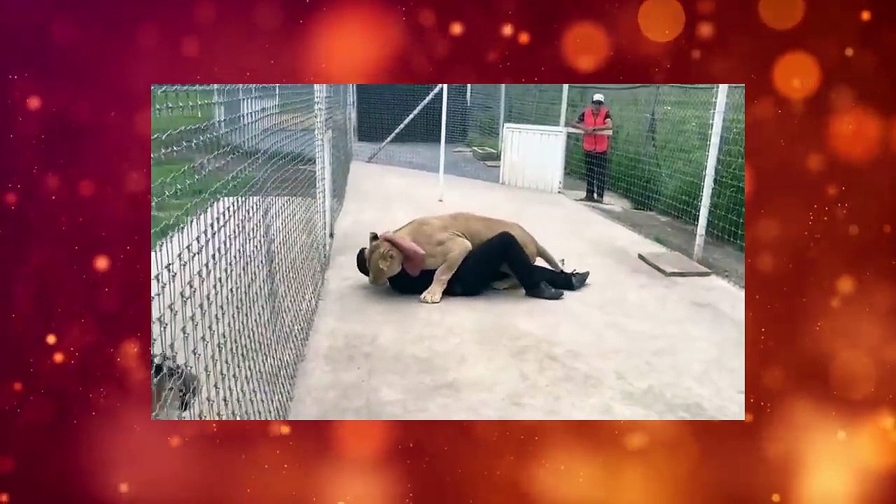 Lion's reaction to the man who adopted her