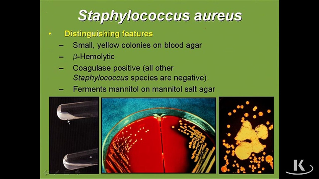 Microbiology Staph