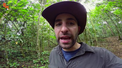 STUNG by a BULLET ANT!