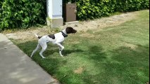 German Shorthaired Pointer doing what they do...