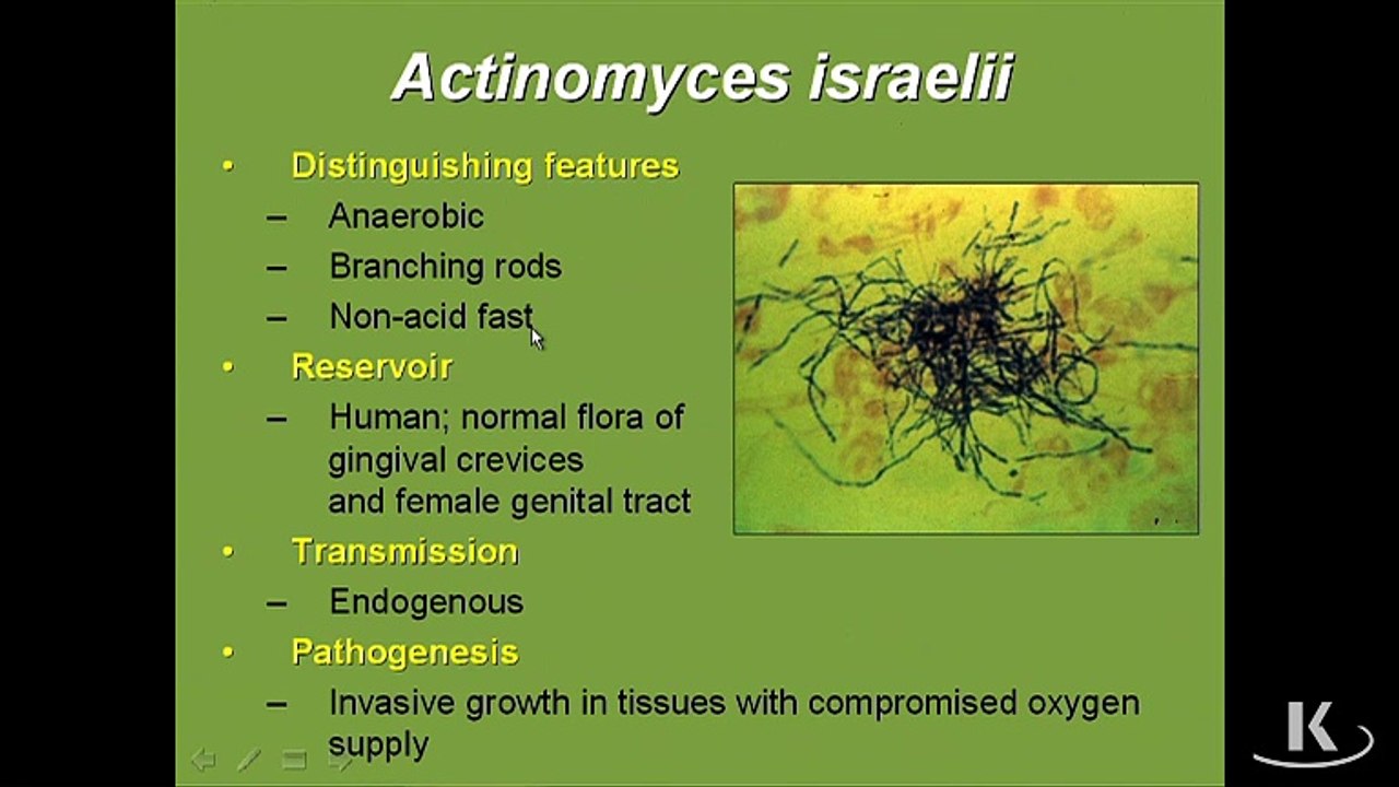 Microbiology Actinomyces