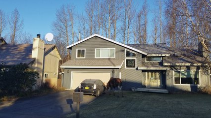 Moose Encounters Prius in Anchorage 🦌