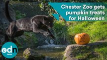 Animals at Chester Zoo get pumpkin treats for Halloween