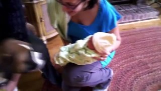 Dogs and Cats Meeting Babies For The First Time Compilation 2016