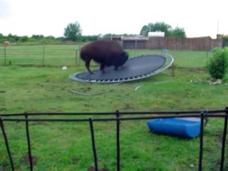Ce bison a terriblement envie de faire du trampoline