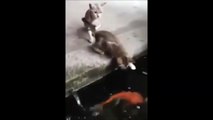 Ce chat se fait avaler par un poisson... Brochet affamé