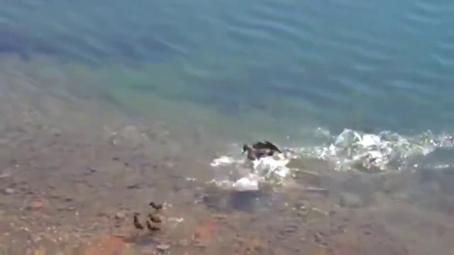 Poissons affamés VS proies sans défense : quand les brochets dévorent tout ce qui bouge