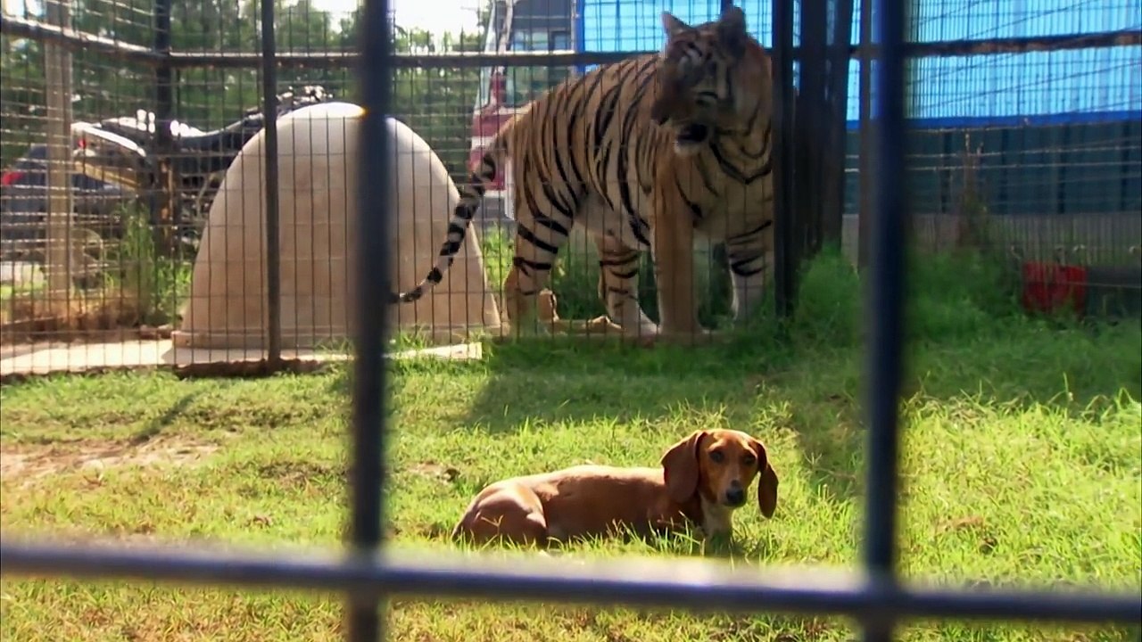 Lion Loves Wiener Dog