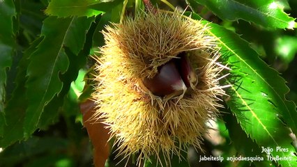 Castanheiros de Manteigas... Covilhã a 26-10-2017