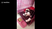 Dog tries to eat food through cage