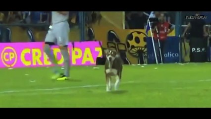 Comedy Football 2017 ● When Animals Invade The Football Pitch