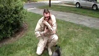 Dachshund Puppies Welcome Home Soldier