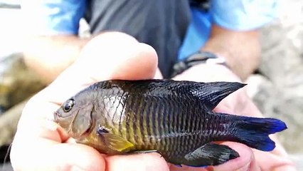 Fishing in HIDDEN Rock Pools!! - (EXOTIC FISH)