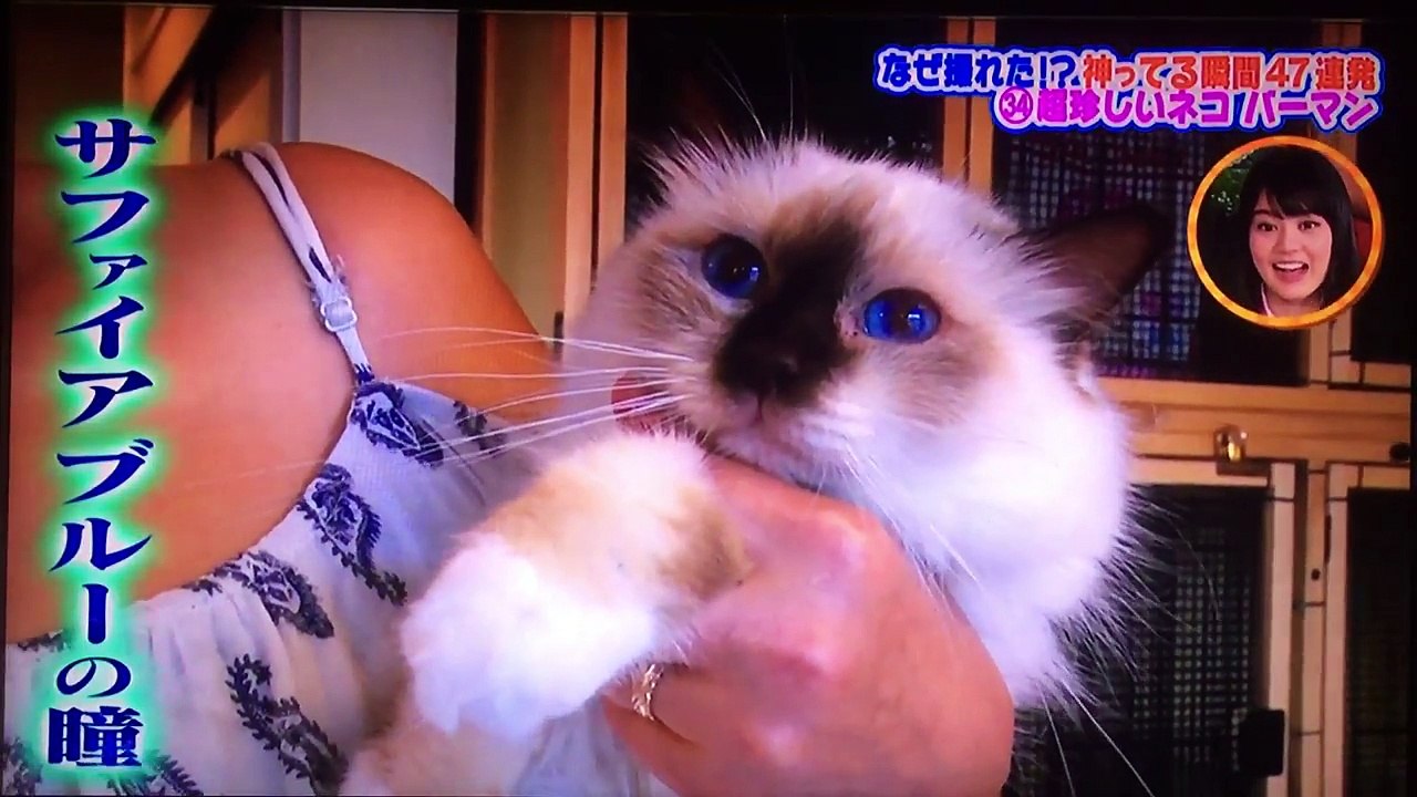 生き物にサンキュー 珍しい猫 バーマン