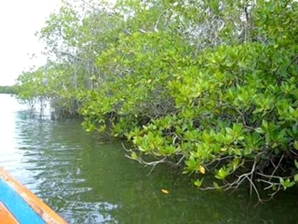 Mangrove dans la parc national de morocoy
