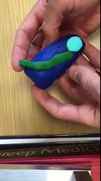 Play doh temporal lobe