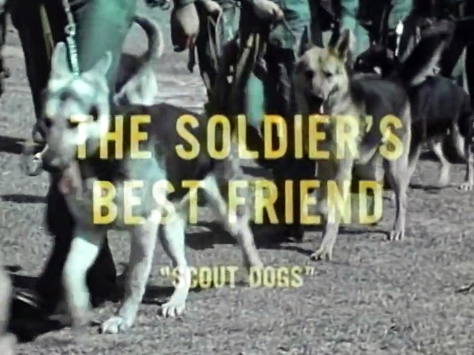 Scout Dogs_ The Soldiers Best Friend 1969