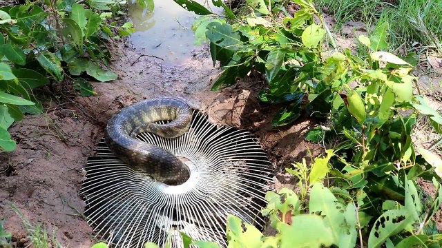 Brave Girl Catch Big Water Snake Using Electric Fan Guard - Electric Fan Guard Snake Trap